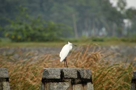 The Cattle Egret: A Global Success Story in Natural Pest Control