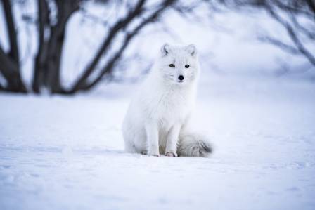 Essential Facts About the Arctic Fox: Survival in the Polar Wilderness