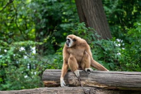 What is a gibbon?