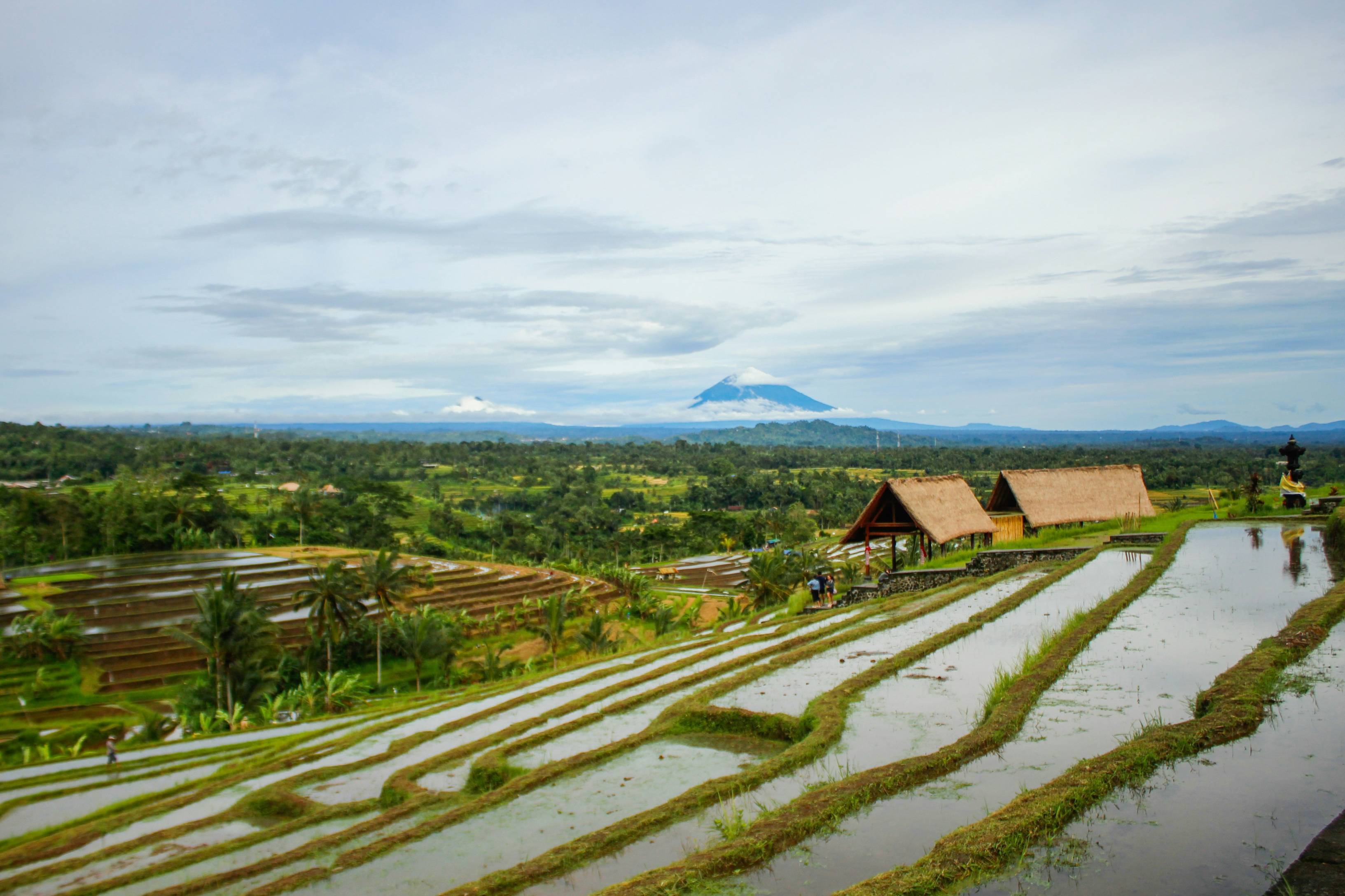 A rice field with a house in the background