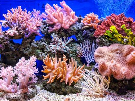 The Hidden Wonders of Caribbean Coral Reefs and the Structural Secrets of Their Undersea Worlds