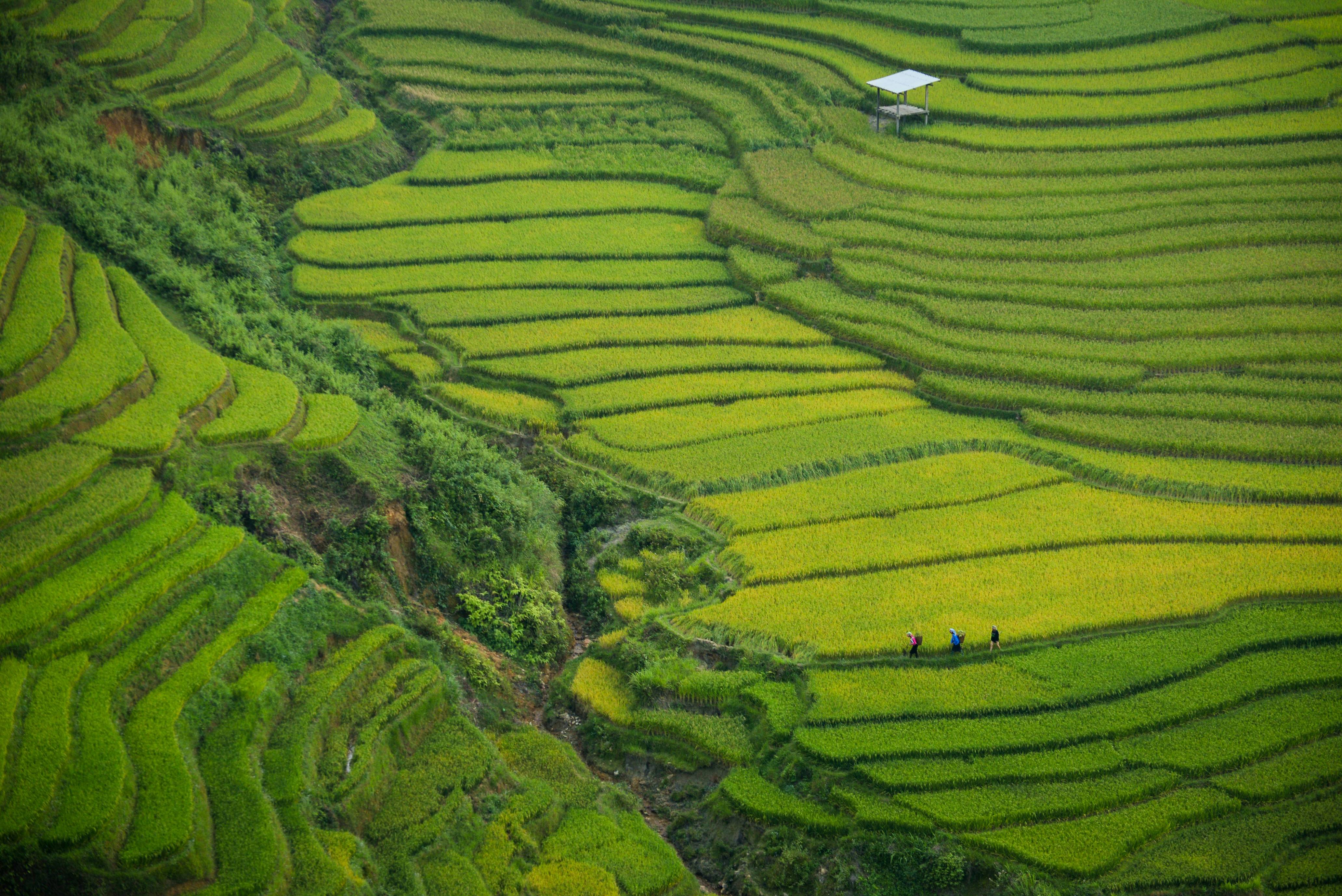 aerial photography of green mountain