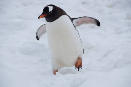 7 Penguin Truths Hidden for a Century