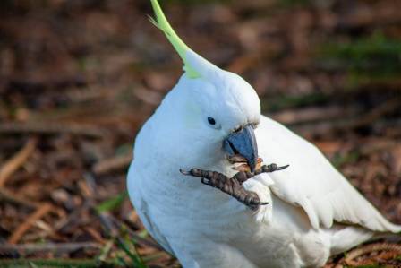 White Umbrella Cockatoo (Cacatua alba) — Fact Sheet (Paraphrased)