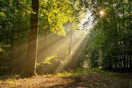Harnessing Morning Sunlight: 7 Potential Advantages for Your Well-Being