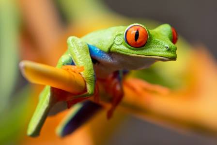 How to Spot the Real Difference Between a Frog and a Toad