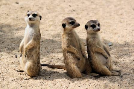 Meerkats: Clever Guardians of the Desert