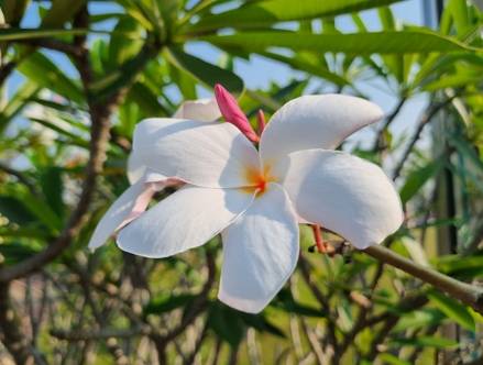 The Alluring Plumeria: Beauty and Fragrance
