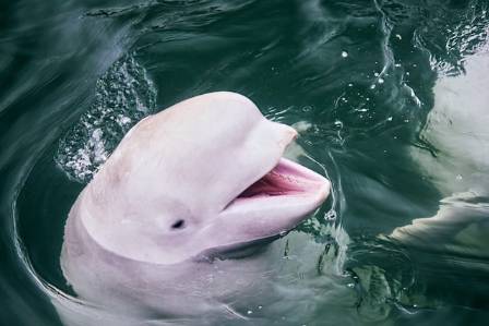 The Most Urgent Dolphin: Securing a Future for the Chinese White Dolphin