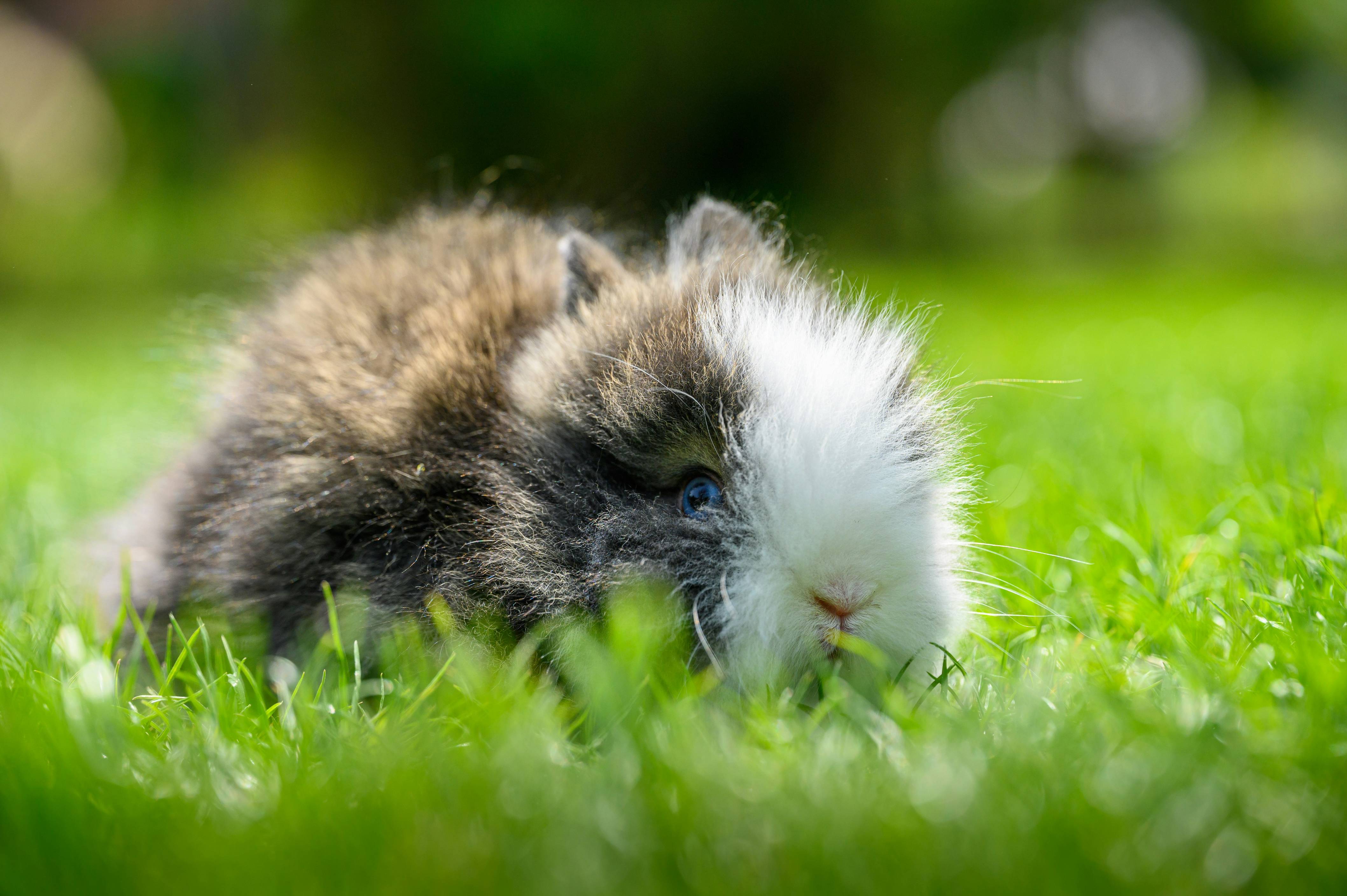 a fluffy cat is laying in the grass