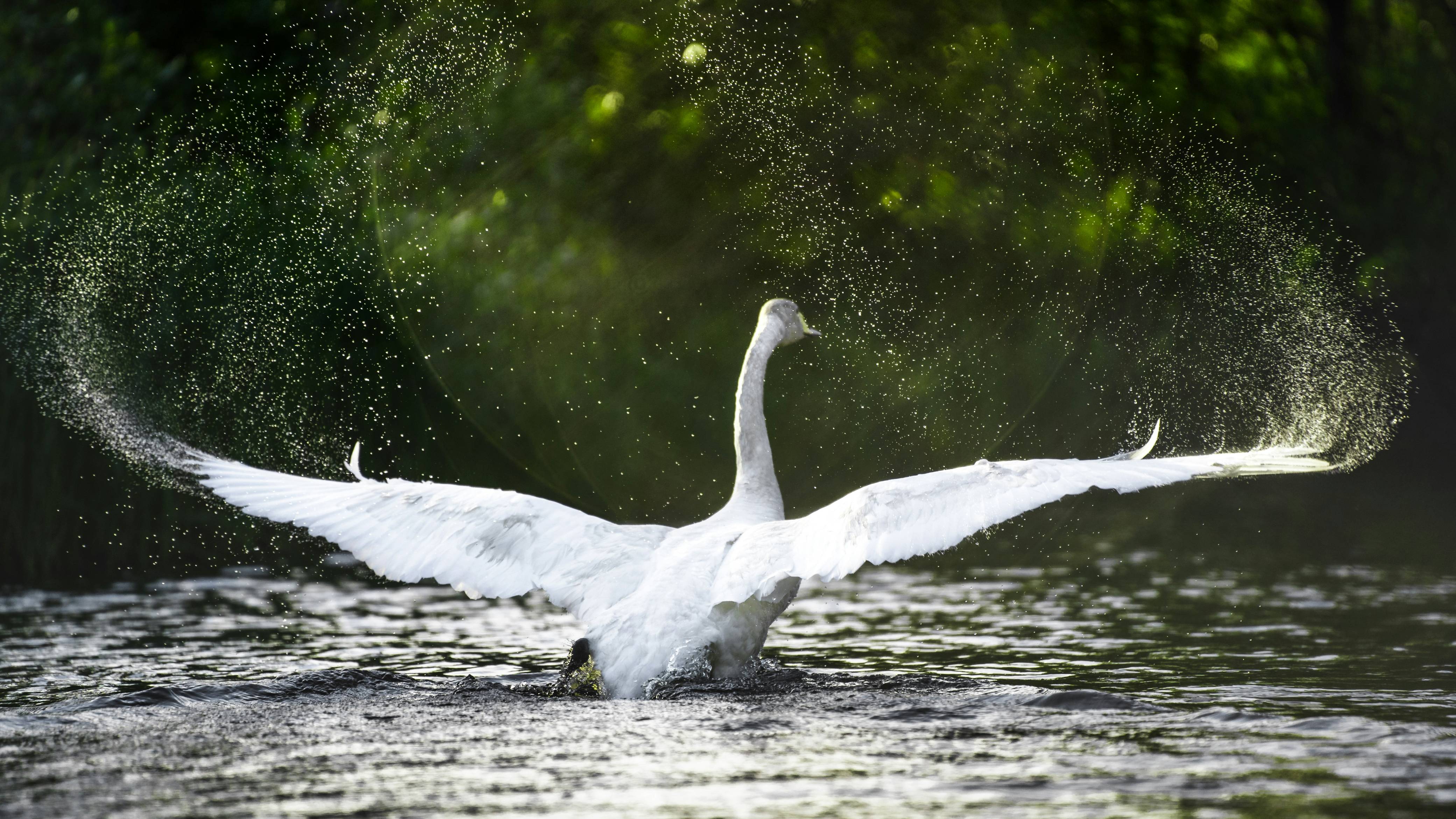 white swan on water during daytime