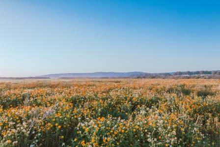 Top Flower Fields in the World