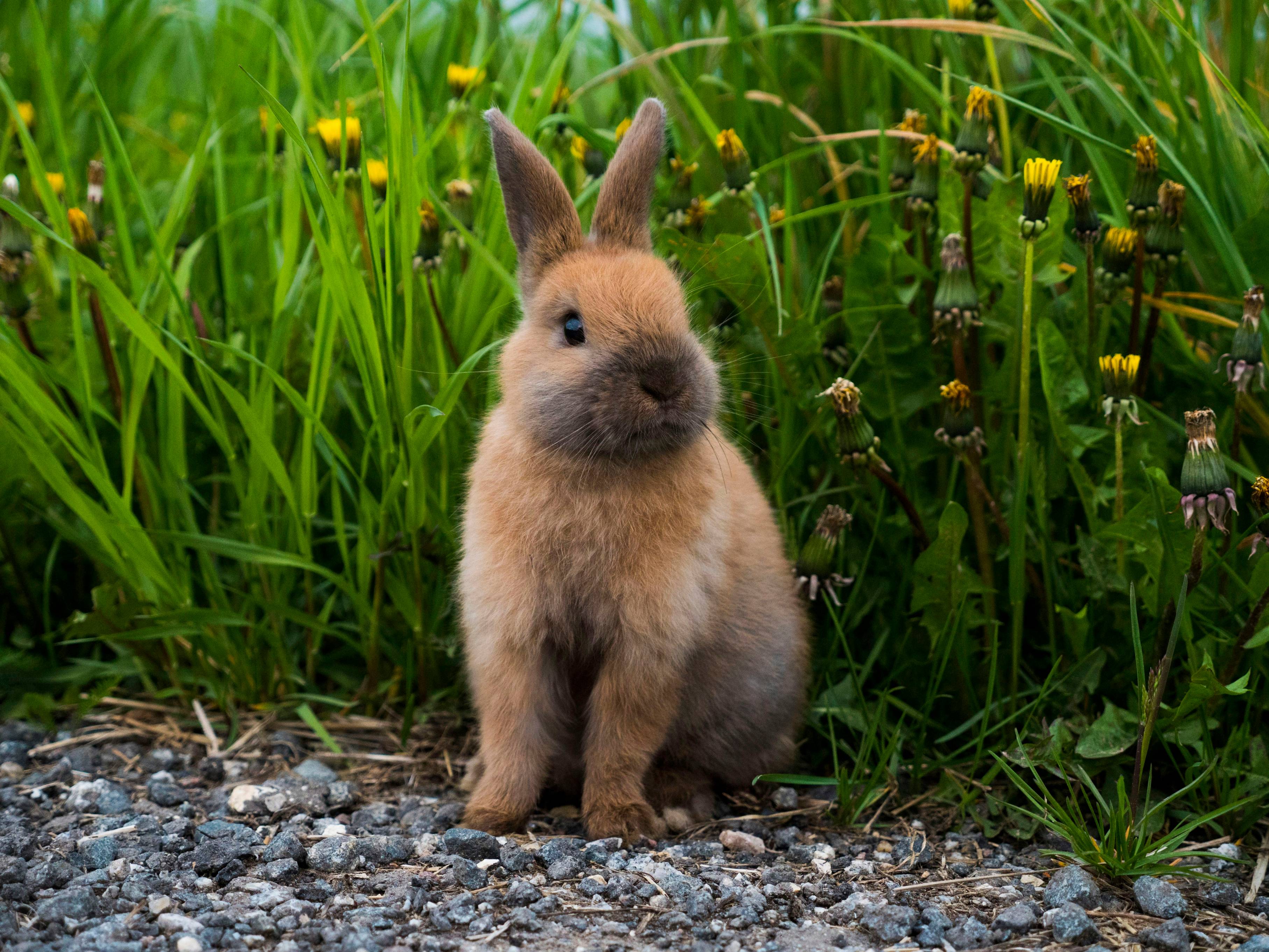 a small rabbit is sitting in the grass