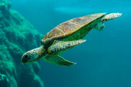 Sea Turtle Facts