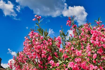 Essential Tips for Growing and Caring for Oleander