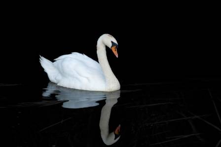 Mute Swan: The Graceful Monarch of UK Waterways—Biology, Behavior, and Conservation
