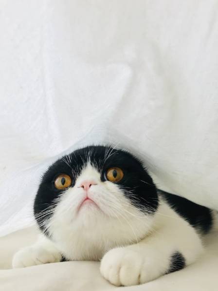 10 Amusing Cat Behaviors and Their Whimsical Reasons