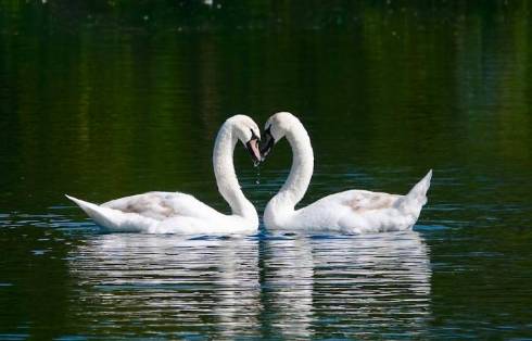 Unveiling the Enigmatic Swans: 10 Fascinating Insights