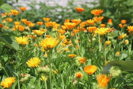 Calendula Beautiful and Useful