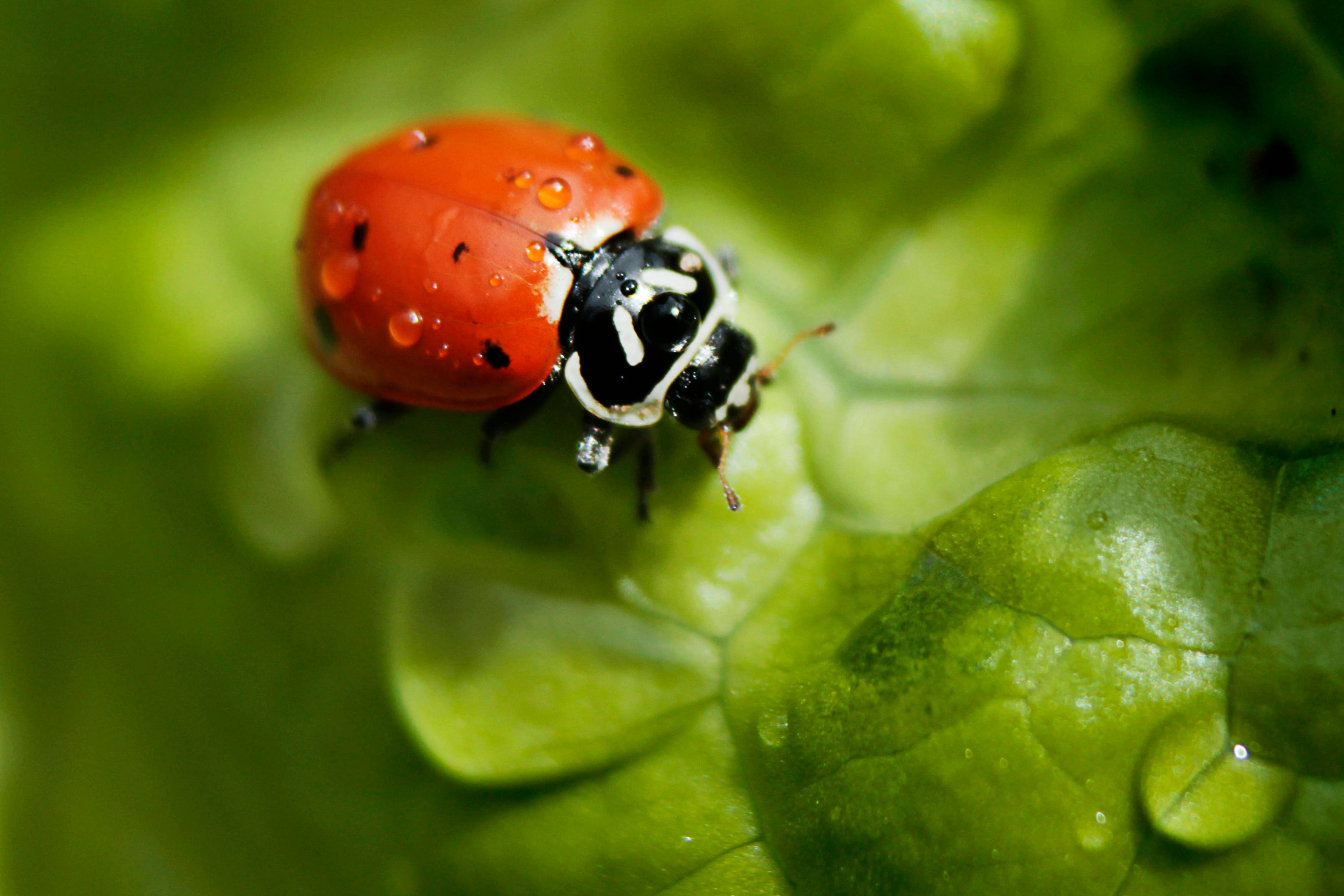 red and black ladybug on green leaf