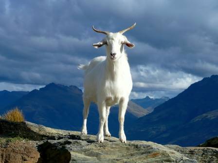 Six Surprising Facts You Should Know About Fascinating Goats