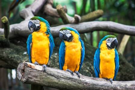 14 Remarkable Facts About Parrots