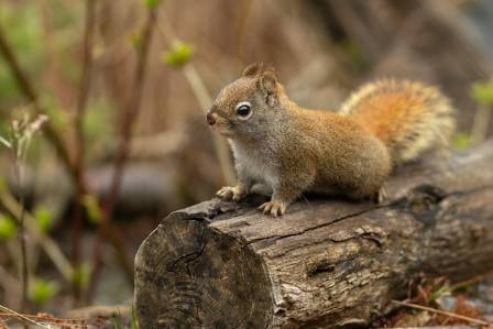 10 Nutty Facts to Make You Appreciate Squirrels