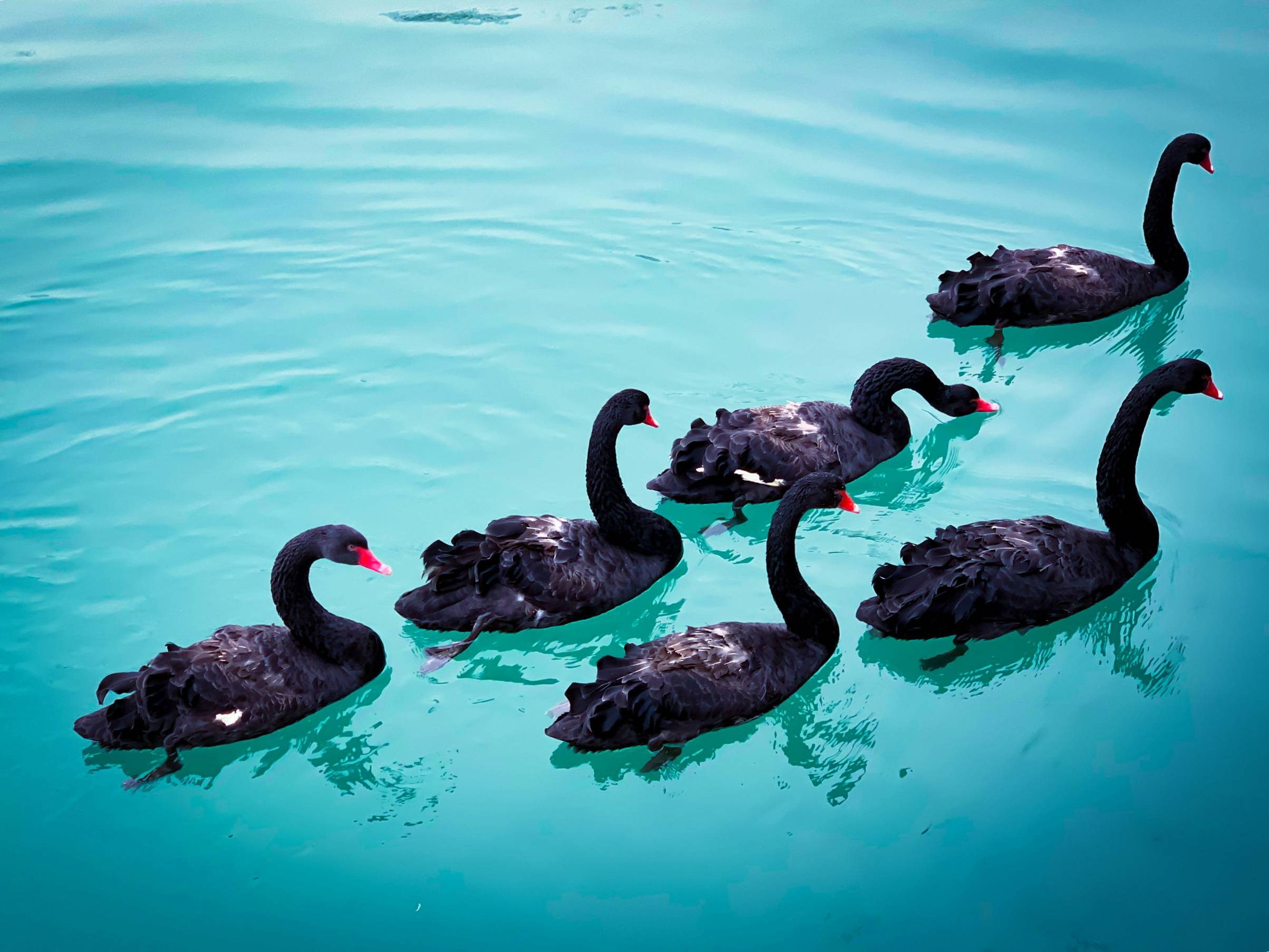 swan floating on sea