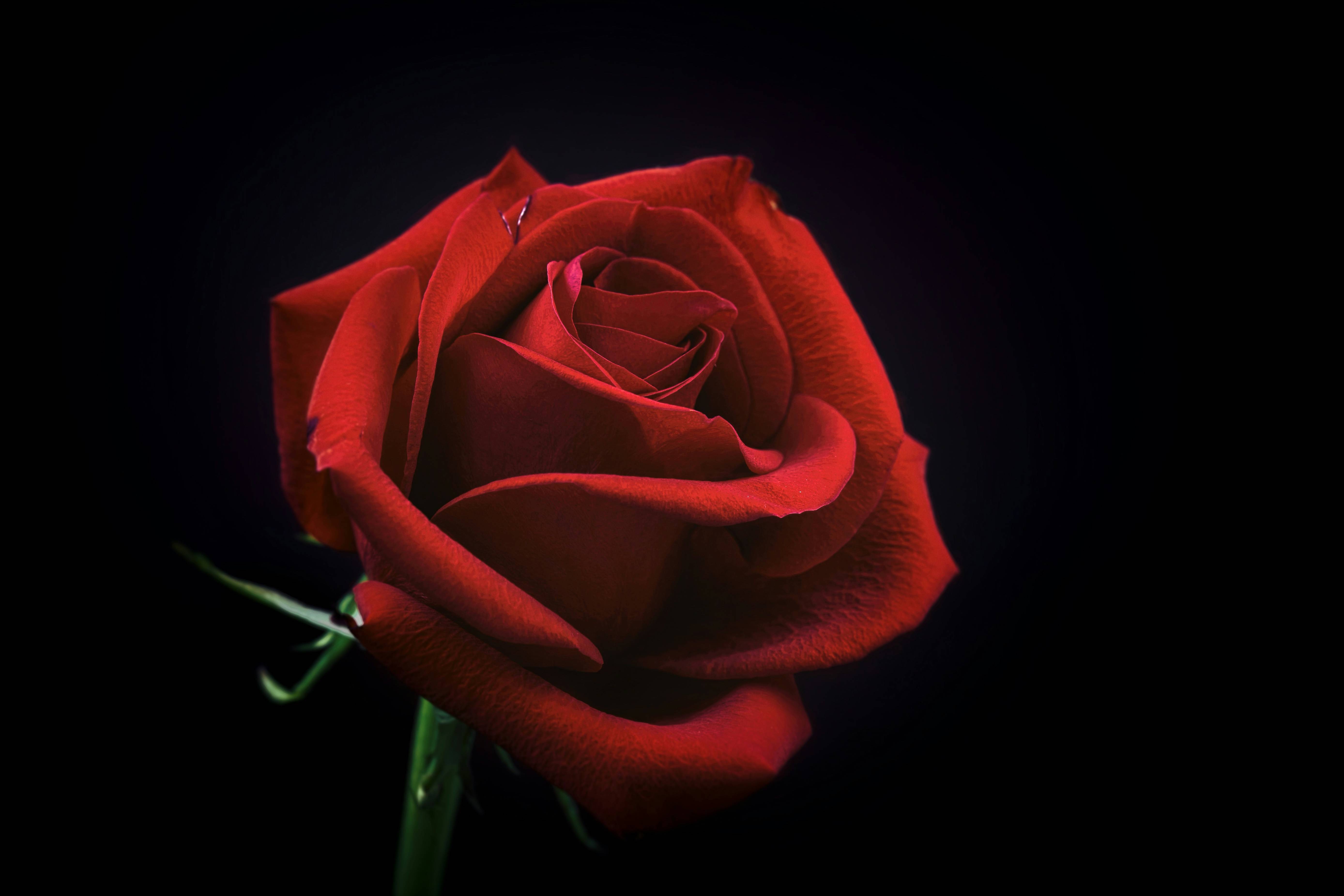 red rose flower