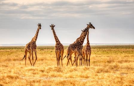 Giraffe Evolution and Adaptations