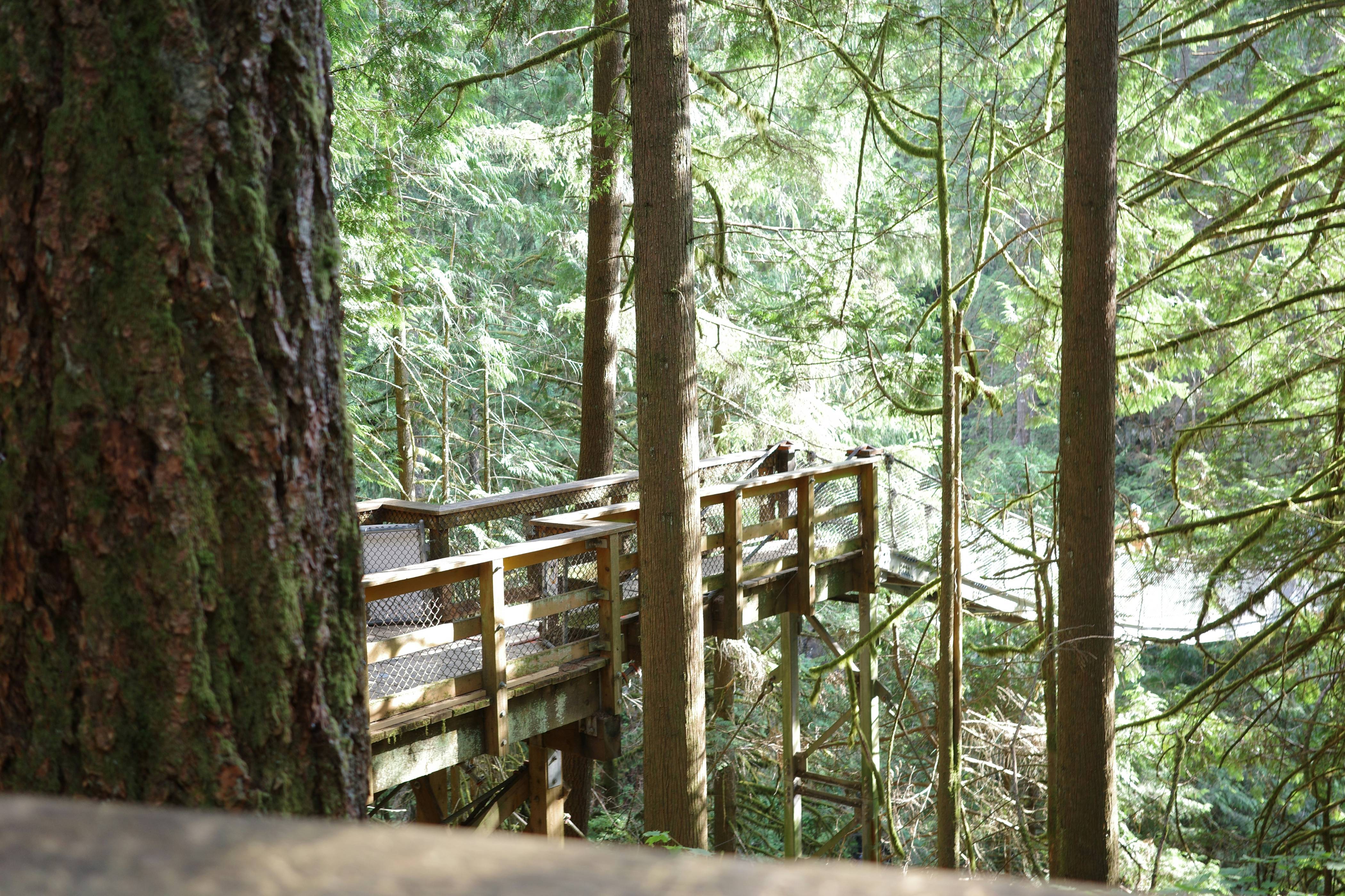 Wooden walkway among tall trees in a forest.