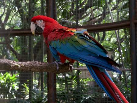 5 Captivatingly Colorful Birds