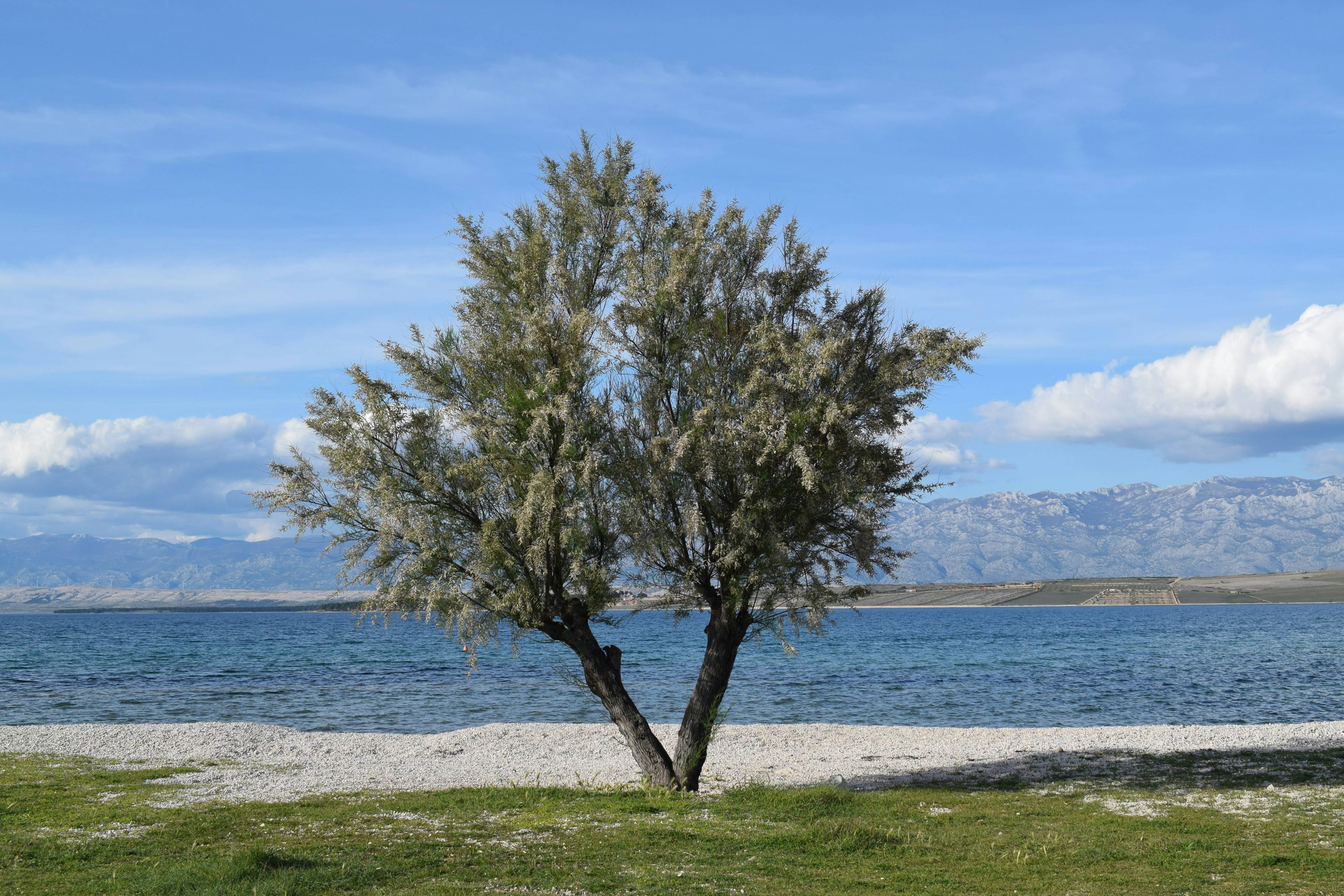 a lone tree on the shore of a lake