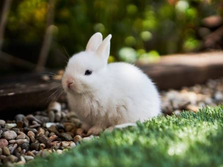 A Comprehensive Manual for Rearing and Multiplying Meat Rabbits