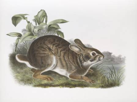 Rabbit Watercolor Painting: Step-by-Step Tutorial