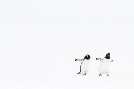 The Secret Diet and Amazing Feeding Routines of Penguins